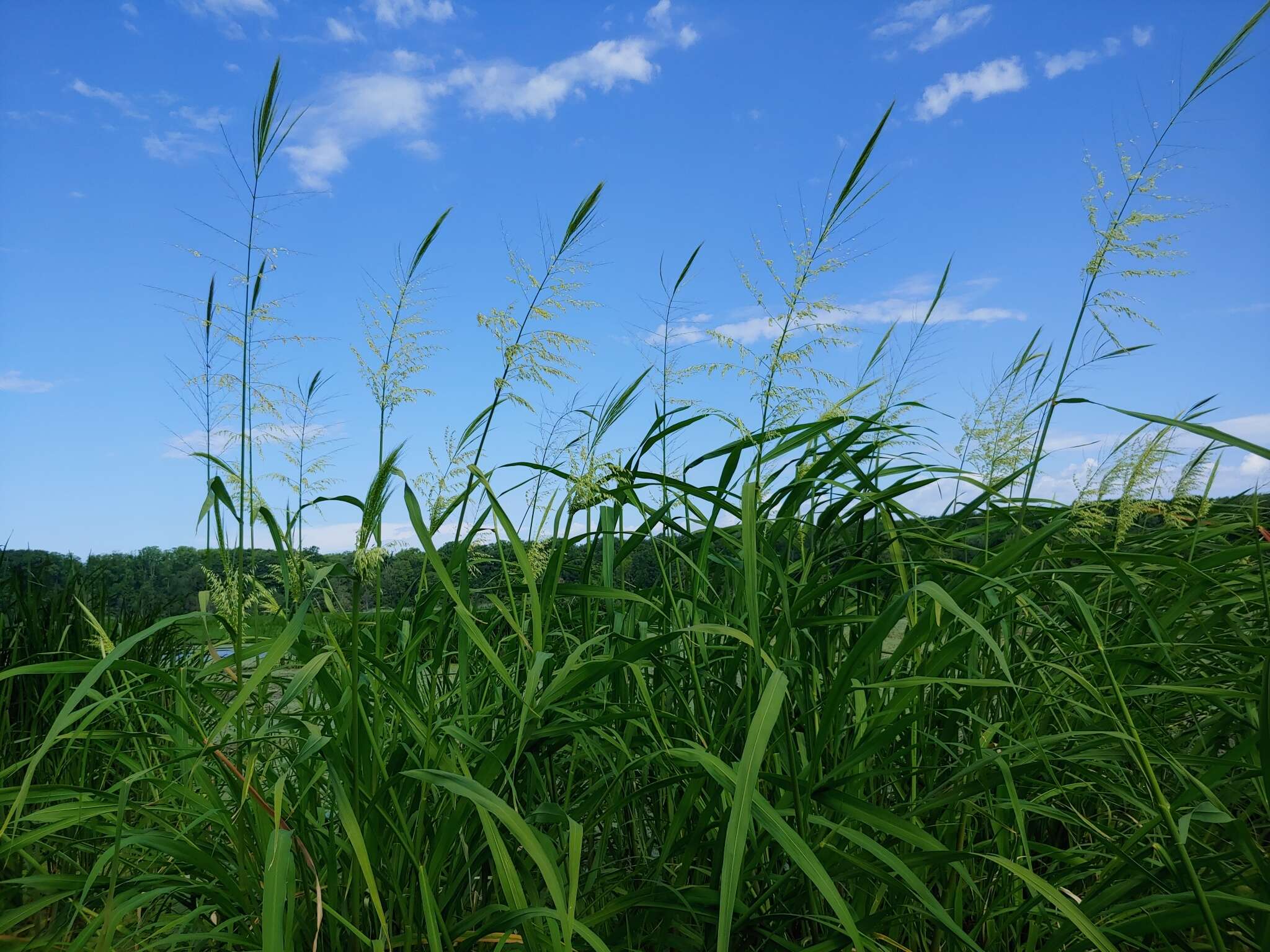 Image of Indian rice