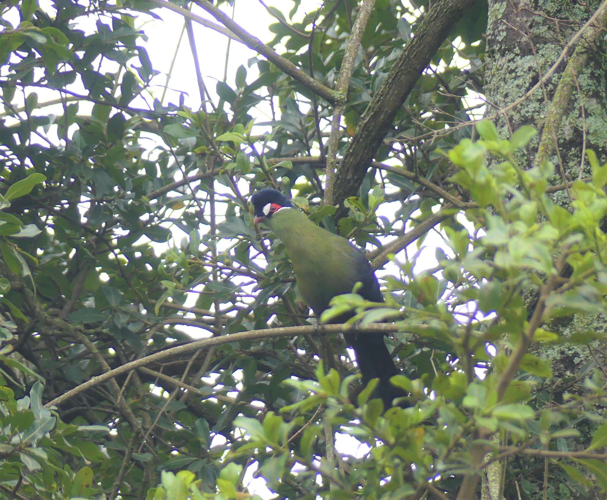 Image of Hartlaub's Turaco