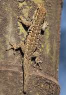 Image of Angulated dwarf gecko