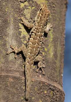 Image of Angulated dwarf gecko