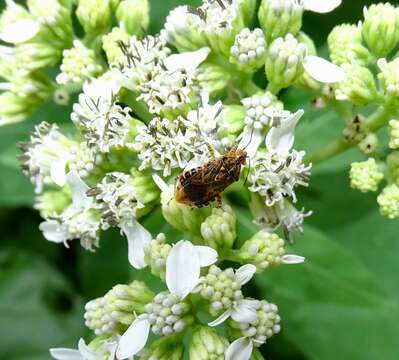 Image of Scentless plant bug