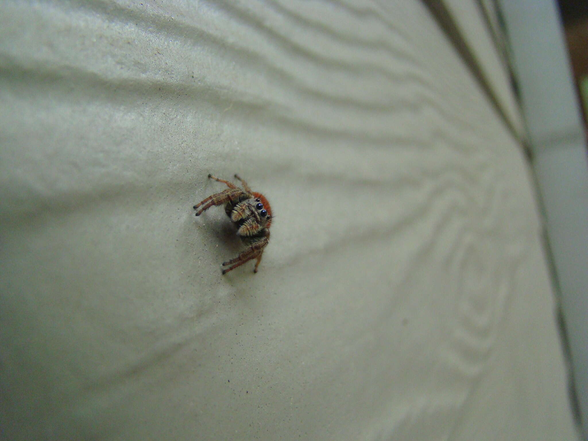 Image of Tawny Jumping Spider