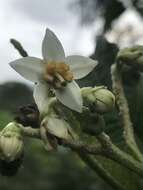 Image of Solanum oblongifolium Humb. & Bonpl. ex Dun.