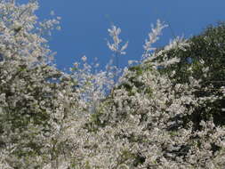 Image de Prunus spachiana (Lavallee ex H. Otto) Kitamura