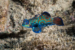 Image of Mandarinfish