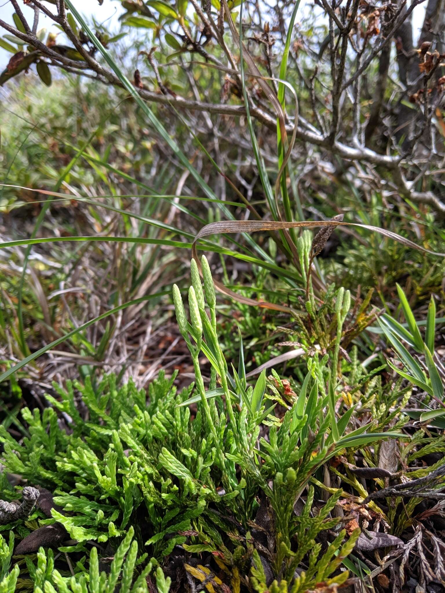 Image of Diphasiastrum yueshanense (C. M. Kuo) Holub