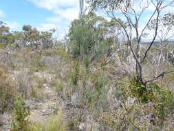 Imagem de Allocasuarina striata (Macklin) L. A. S. Johnson