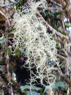 Слика од Usnea subfloridana Stirt.