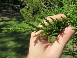 Juniperus bermudiana L. resmi