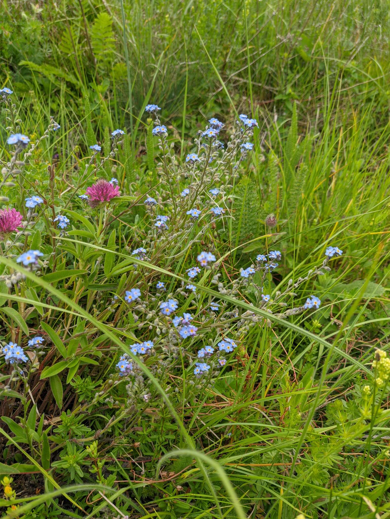 Plancia ëd Myosotis lithospermifolia (Willd.) Hornem.