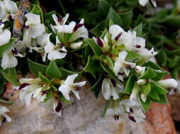 Image of Amphithalea micrantha (E. Mey.) Walp.