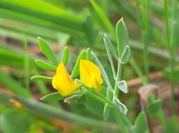 صورة Coronilla repanda (Poir.) Guss.