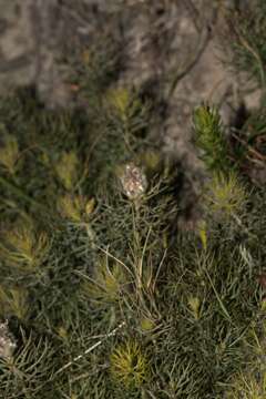 Plancia ëd Serruria cyanoides (L.) R. Br