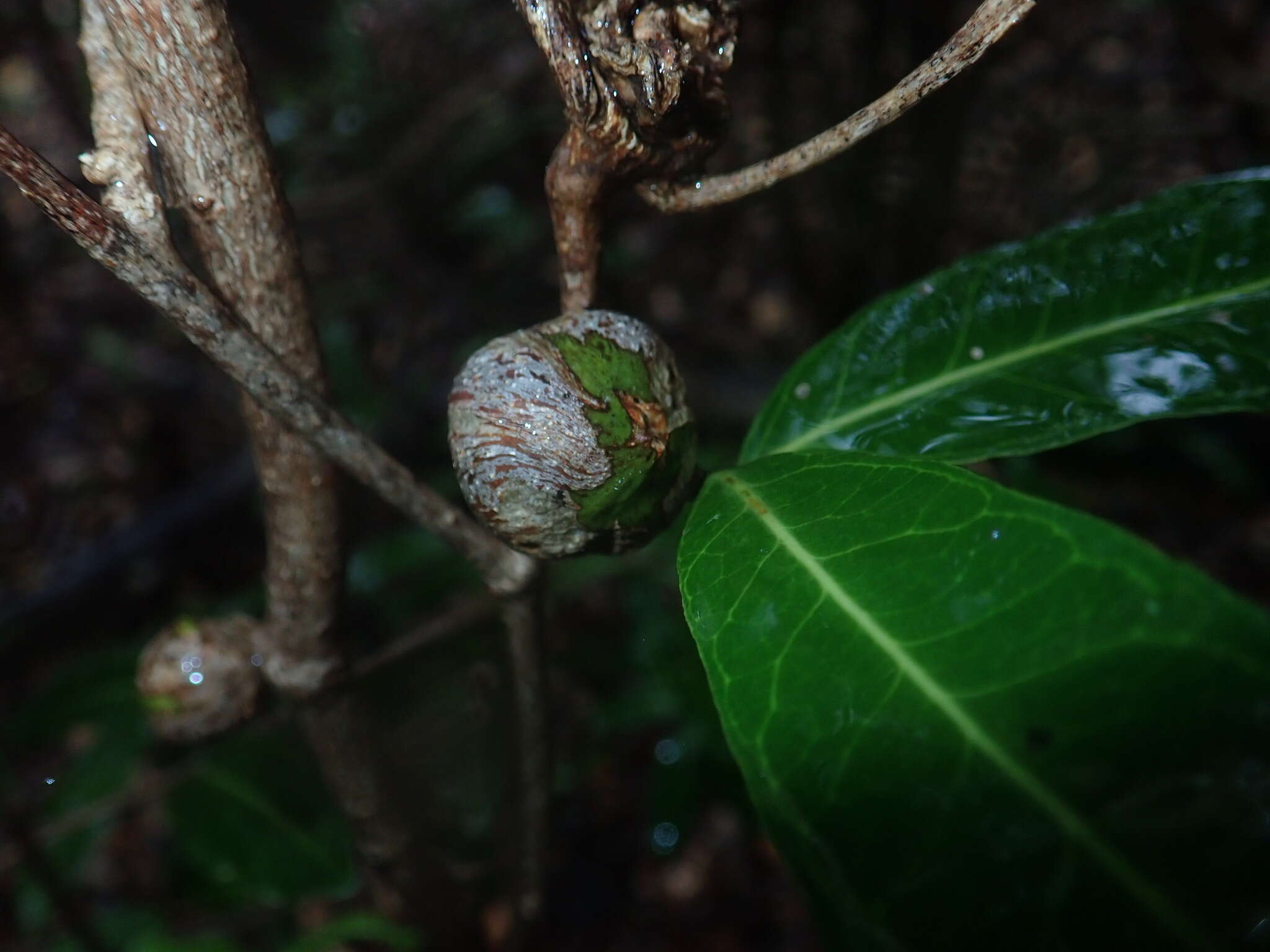 Image of Physena sessiliflora Tul.