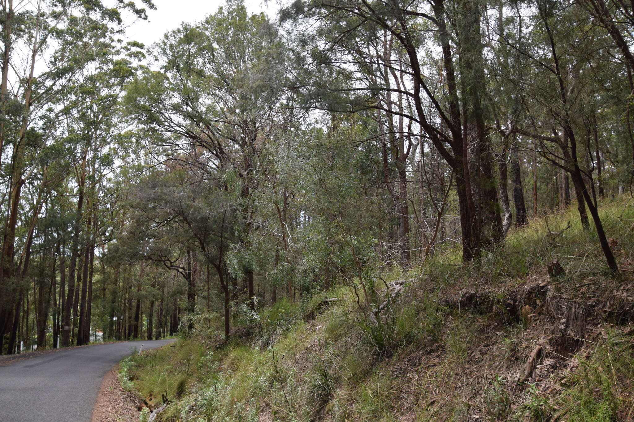 Image of Acacia courtii Tindale & Hersc.