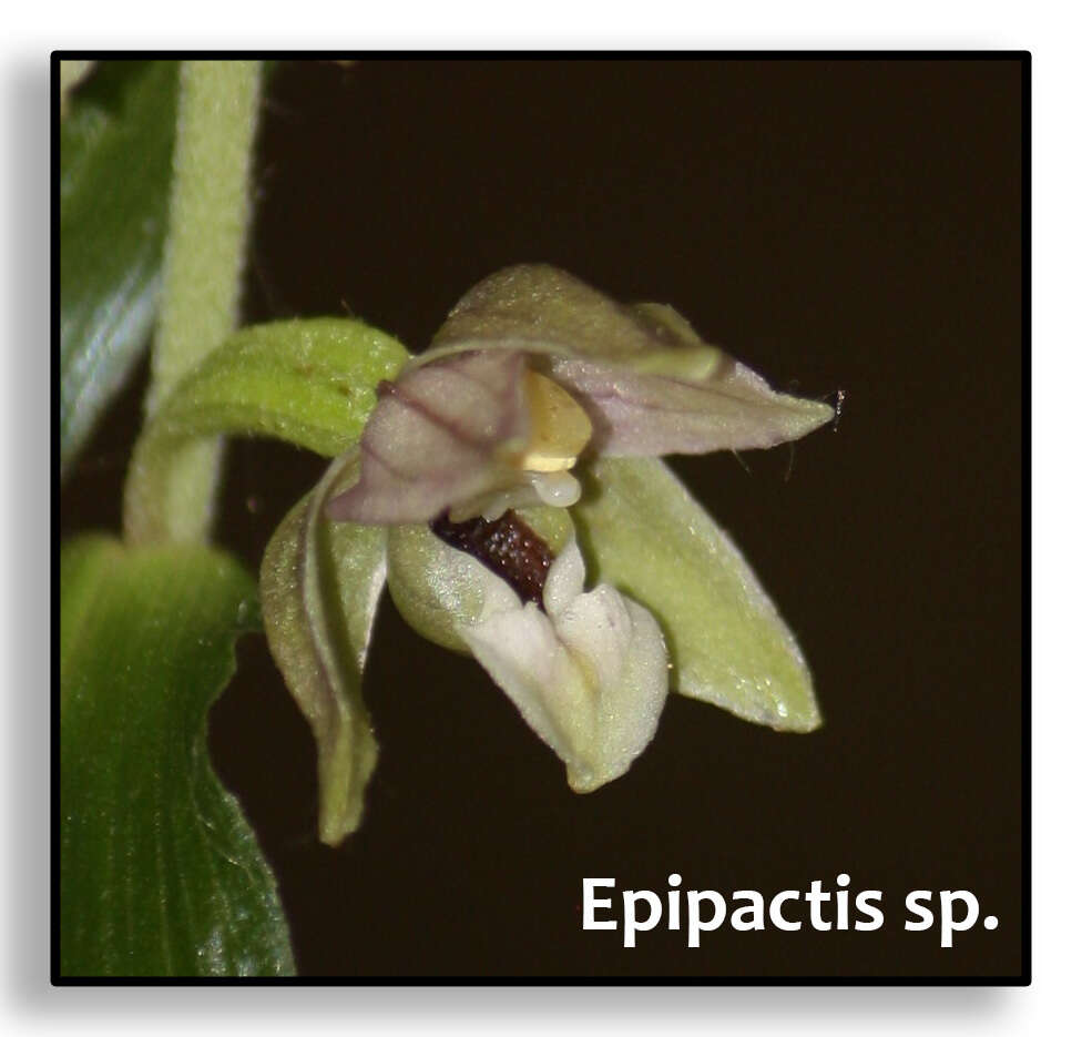 Imagem de Epipactis helleborine subsp. orbicularis (K. Richt.) E. Klein