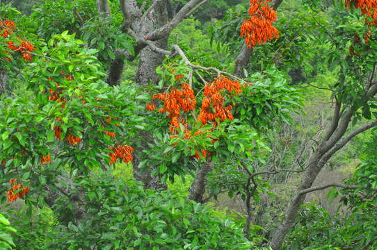 Erythrina falcata Benth. resmi