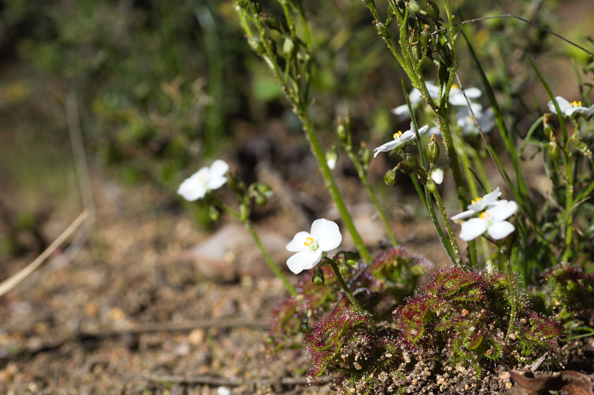 Image de Drosera stolonifera Endl.