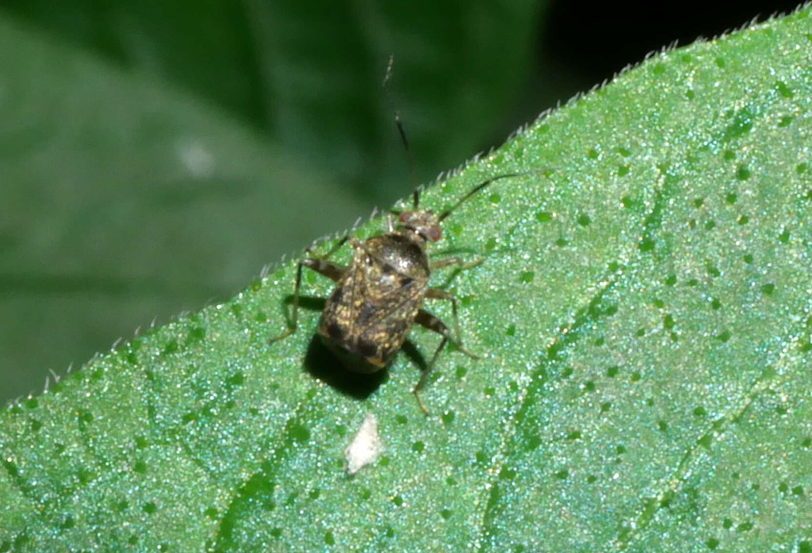 Charagochilus longicornis Reuter 1885 resmi