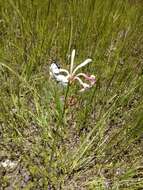 Image of Agave neopringlei Thiede & Eggli