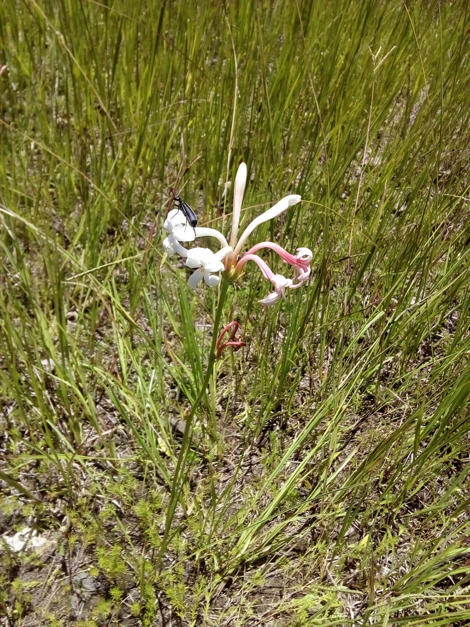 Image of Agave neopringlei Thiede & Eggli