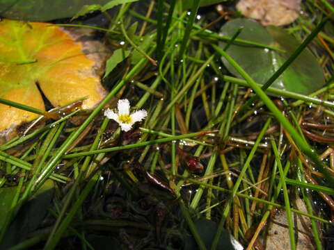 Image of Nymphoides coreana (H. Lév.) H. Hara