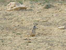 Image of Great Gerbil