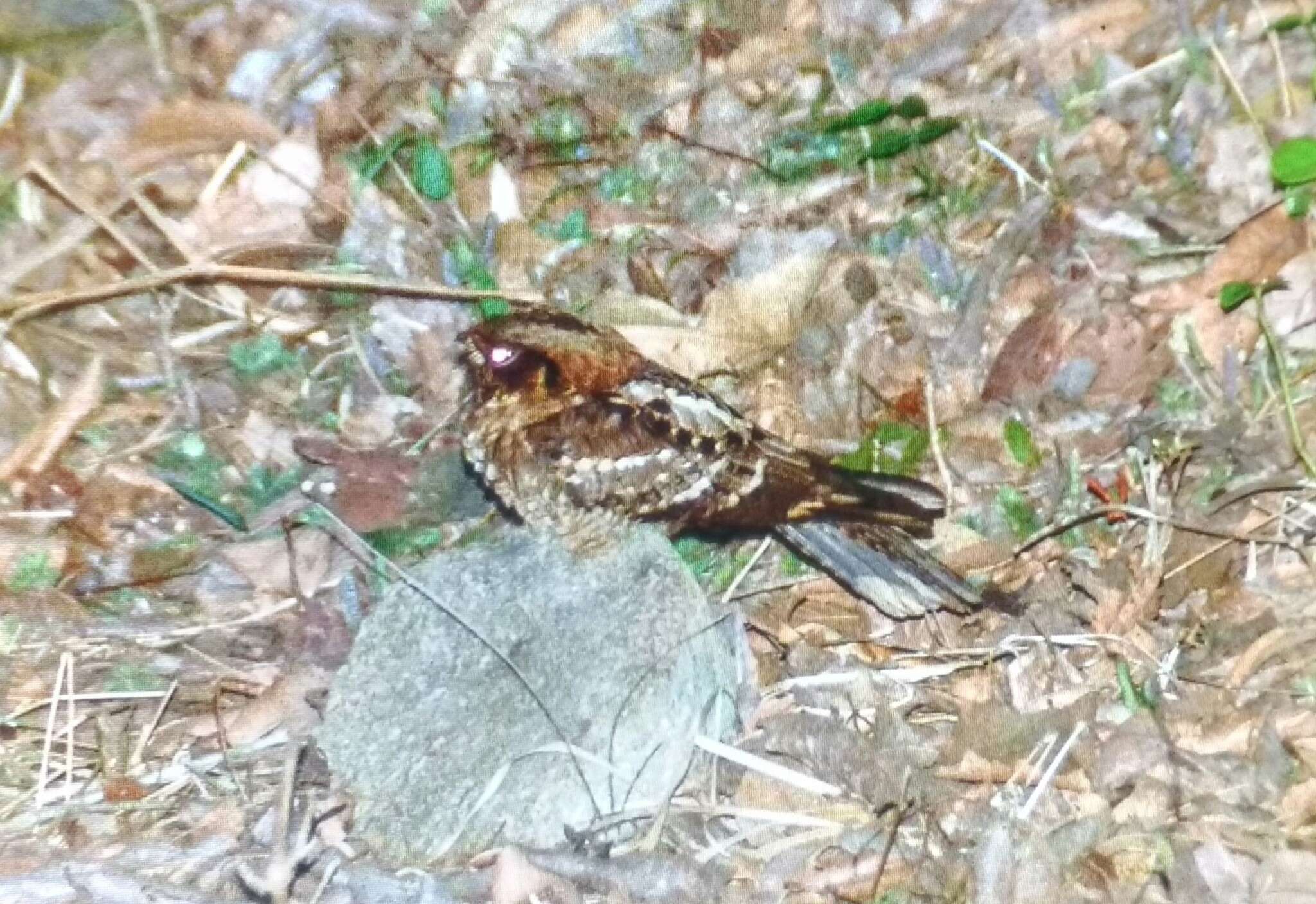 Слика од Caprimulgus atripennis Jerdon 1845