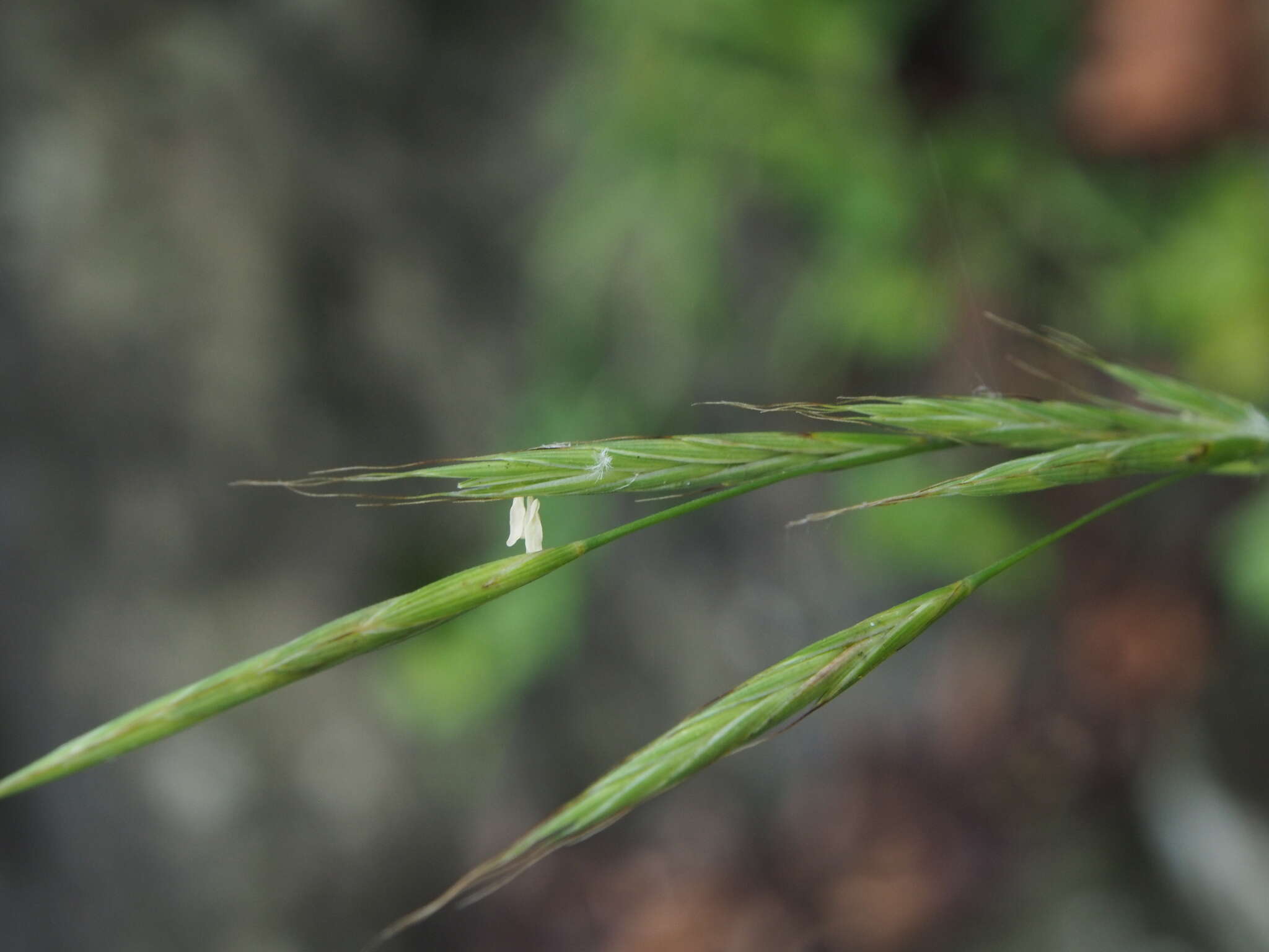 Brachypodium sylvaticum subsp. sylvaticum的圖片