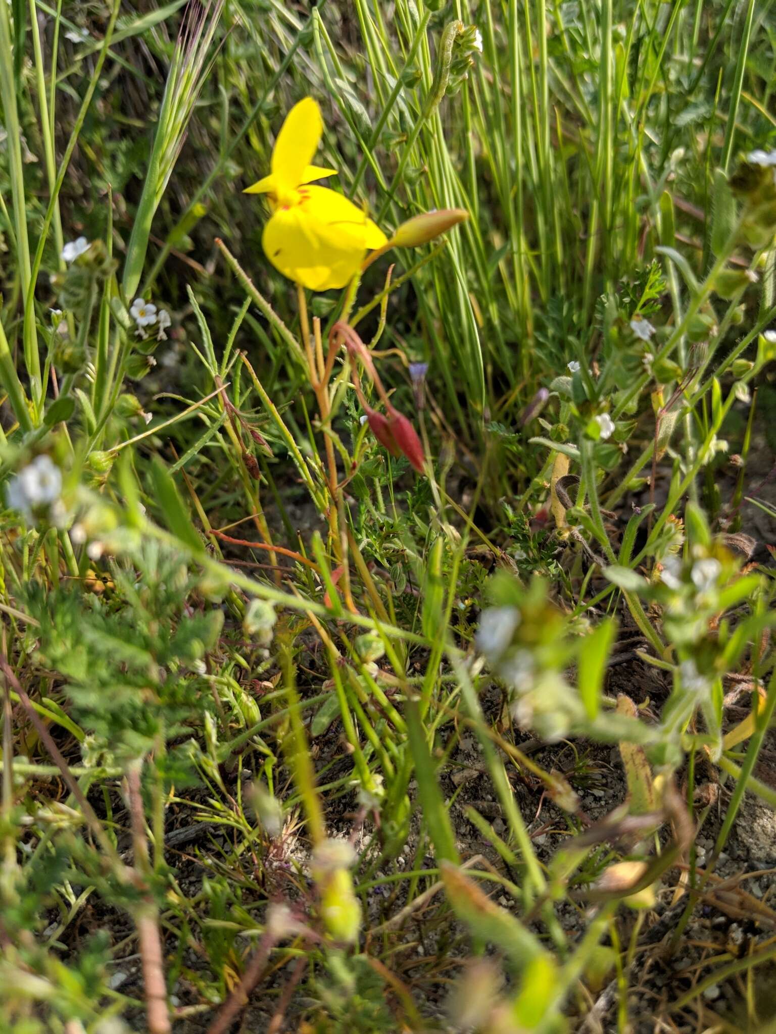 Imagem de Camissonia campestris (Greene) Raven