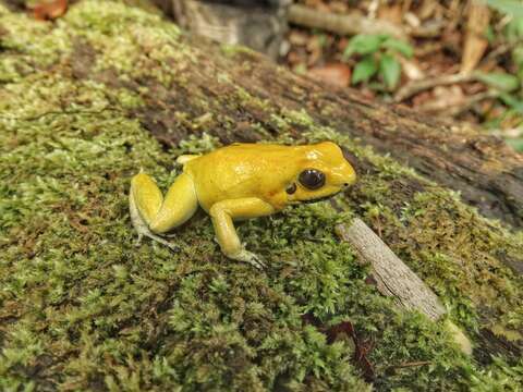 Image of Golden Poison Frog