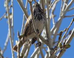 Image of Melospiza melodia montana Henshaw 1884