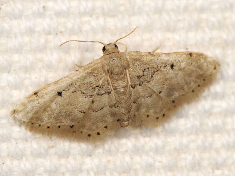 Image of Idaea intermedia Staudinger 1879