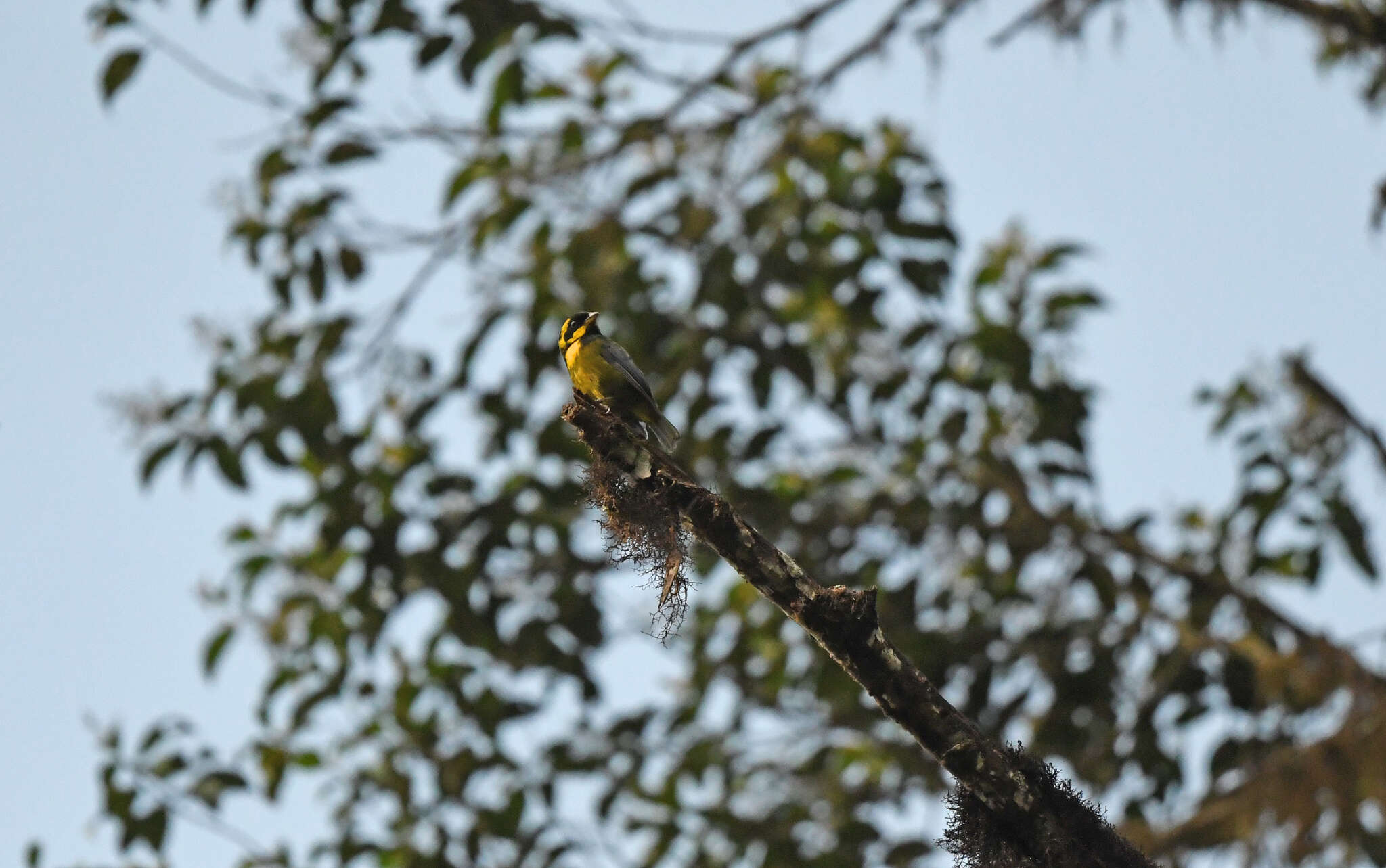 Image of Gold-ringed Tanager