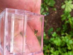 Image of Celery Fly