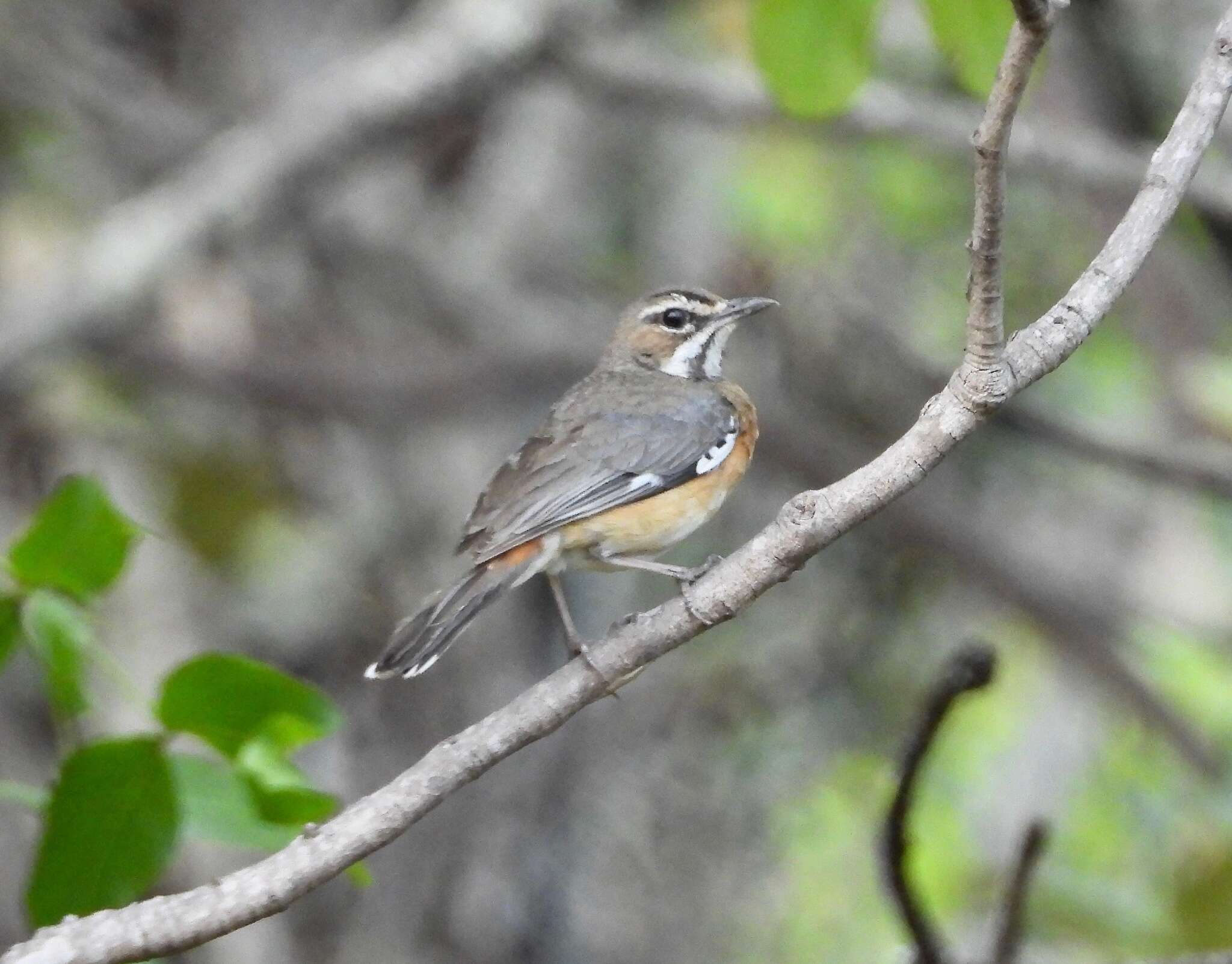 Image of Miombo Scrub Robin