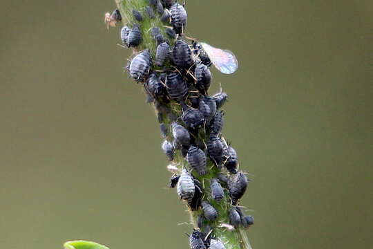 Image of Aphid