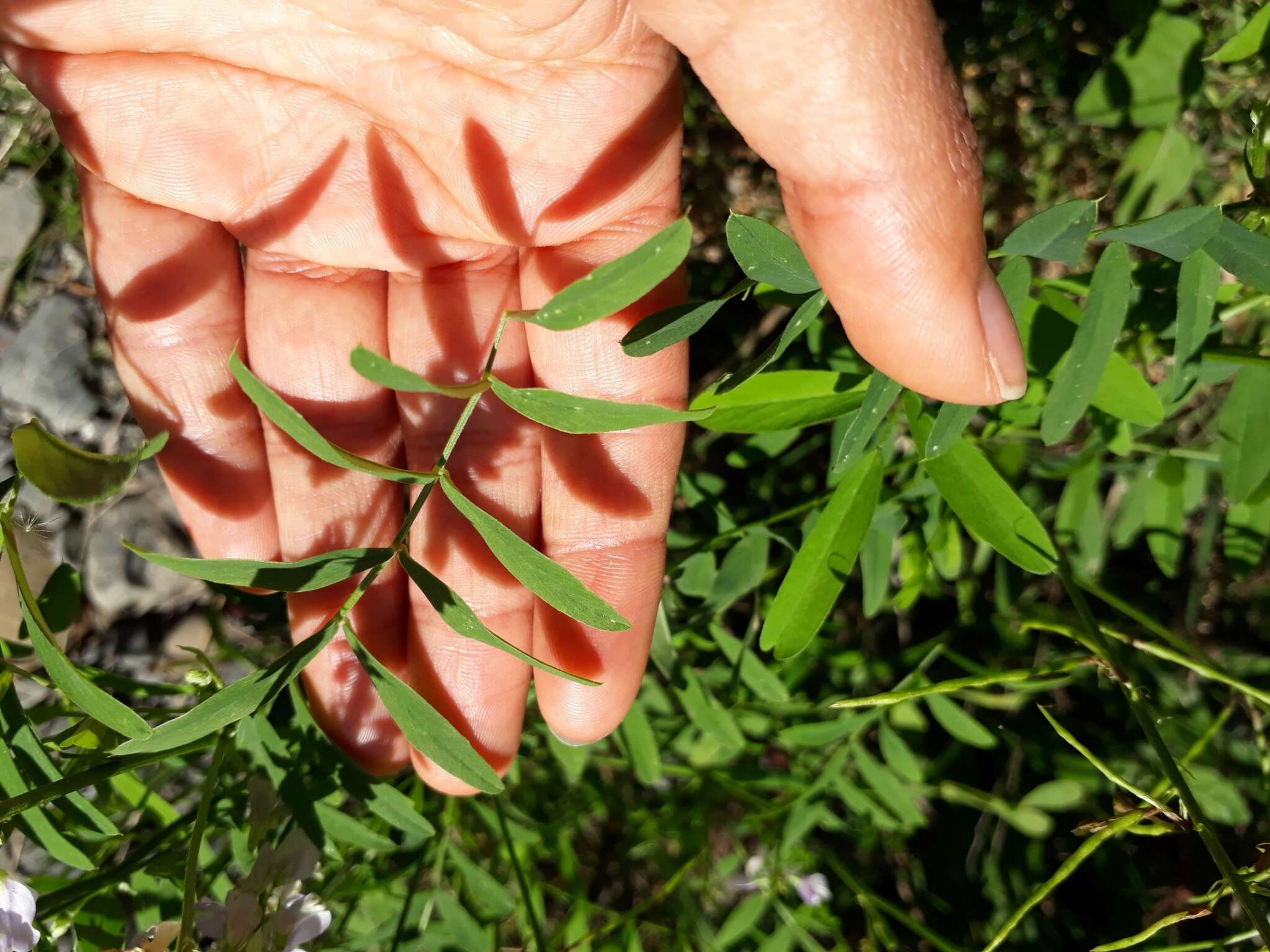 Image of Goat's rue