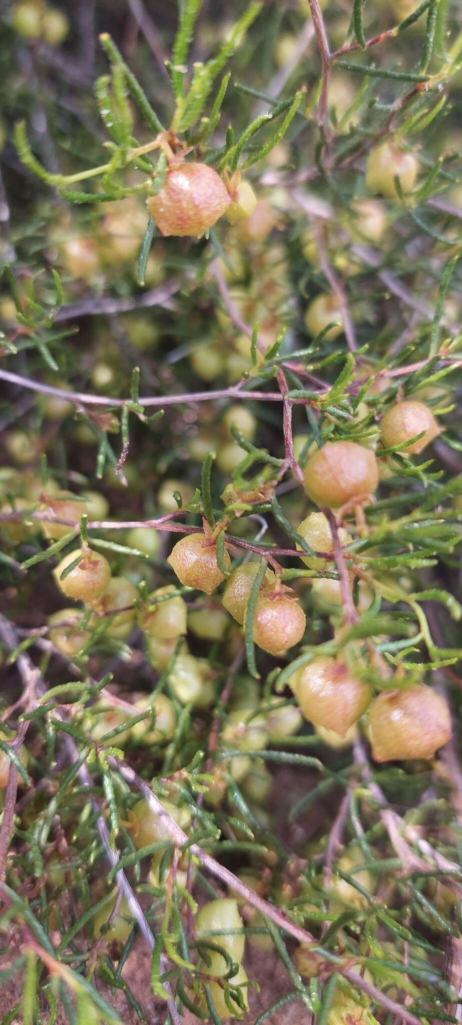 Image de Dodonaea hexandra F. Müll.