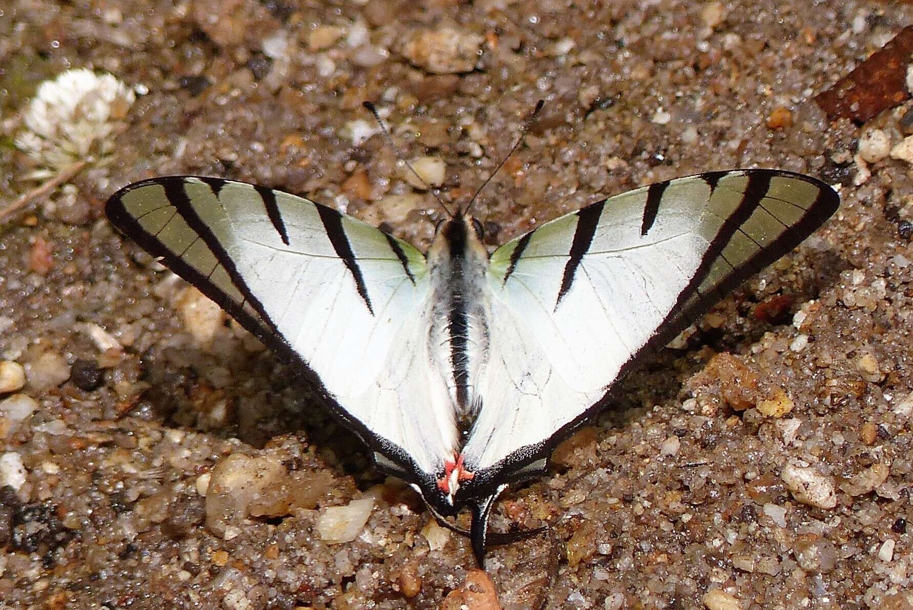 Слика од Graphium agetes (Westwood 1841)