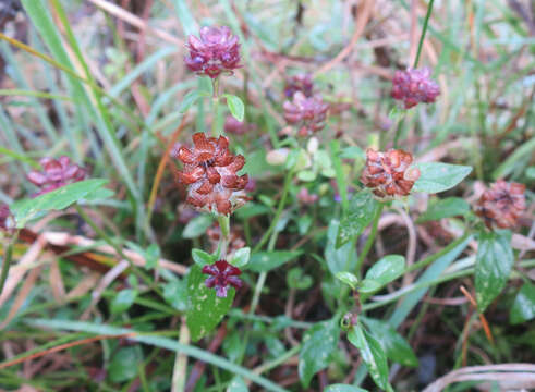 Image of common selfheal