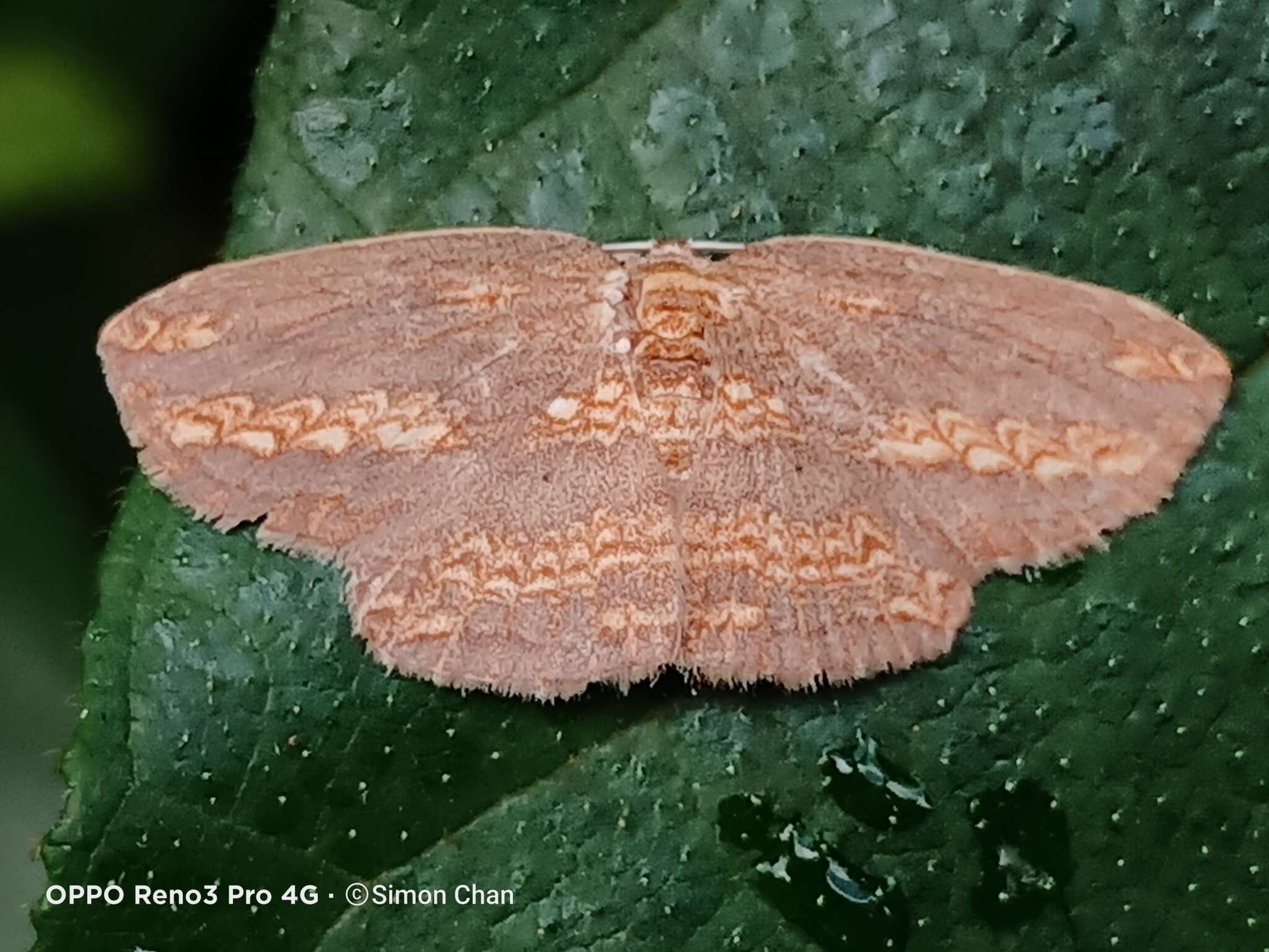 Image of Drapetodes magnifica Swinhoe 1902