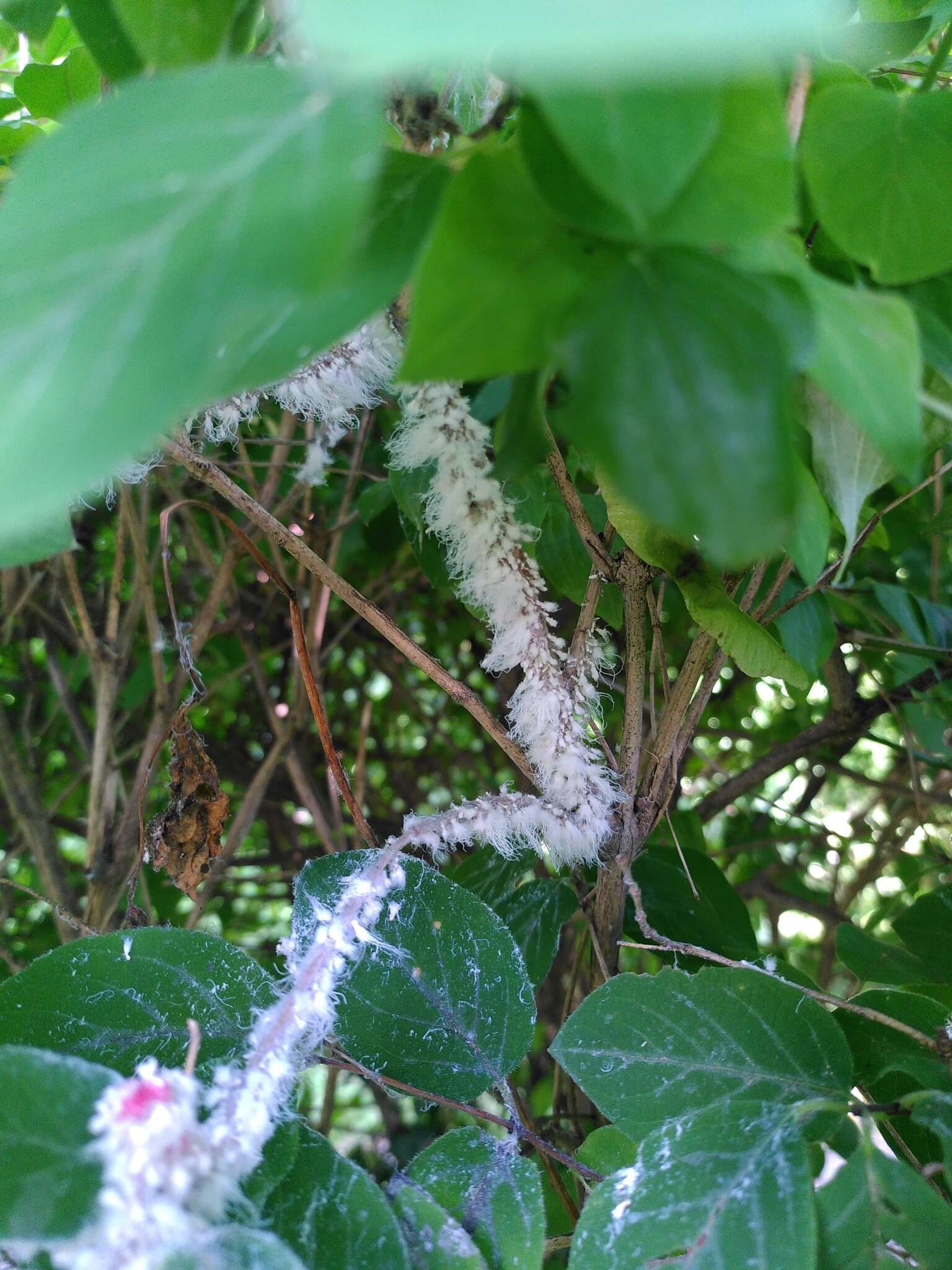 Image of Aphid