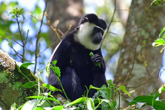 Plancia ëd Colobus guereza matschiei Neumann 1899