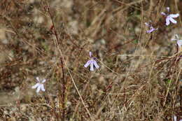 Image of Diastatea tenera (A. Gray) McVaugh