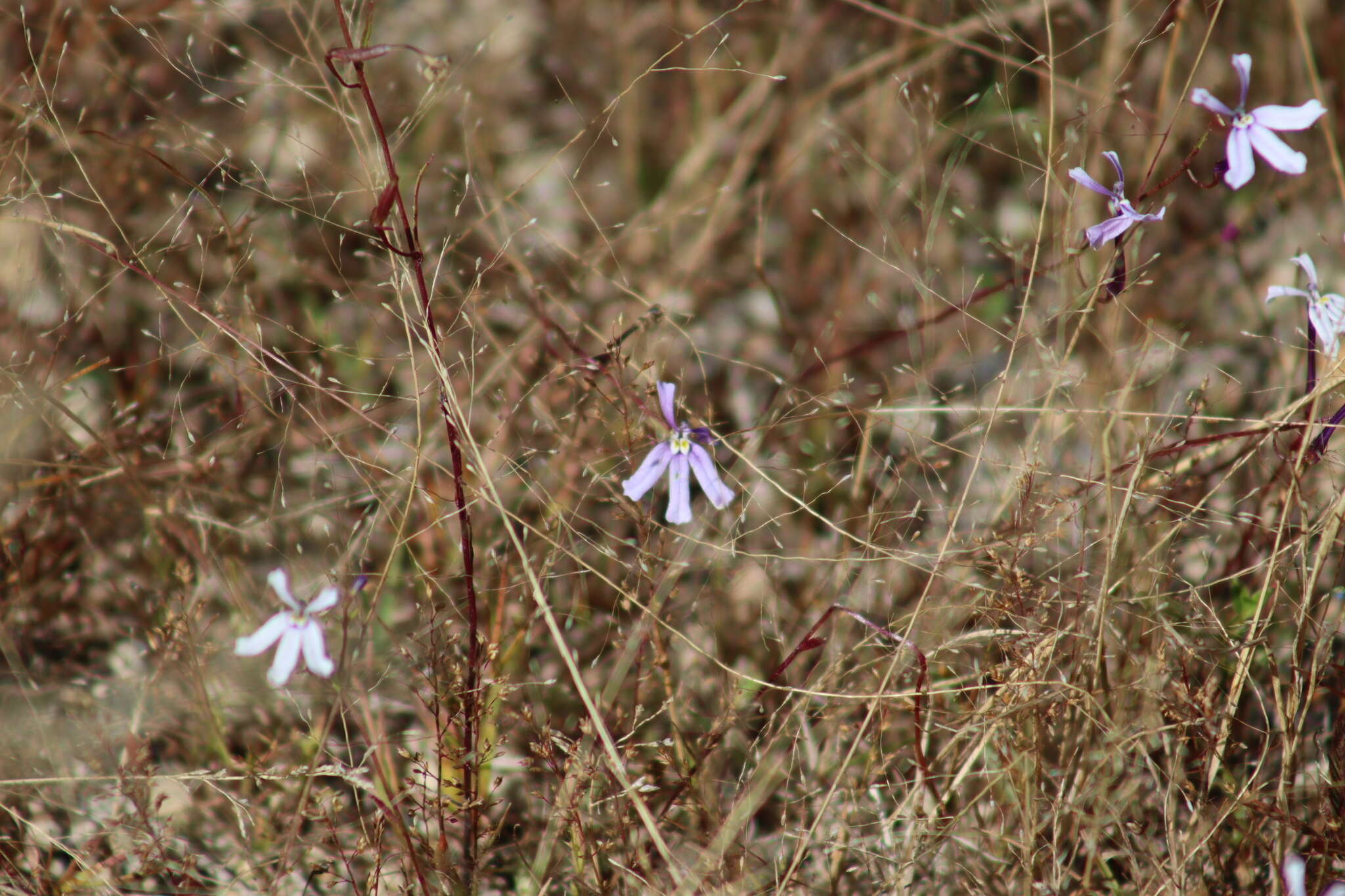 Image of Diastatea tenera (A. Gray) McVaugh