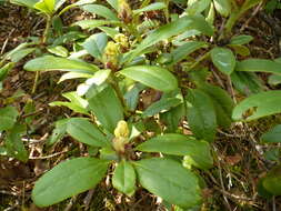 Image of Rhododendron aureum Georgi