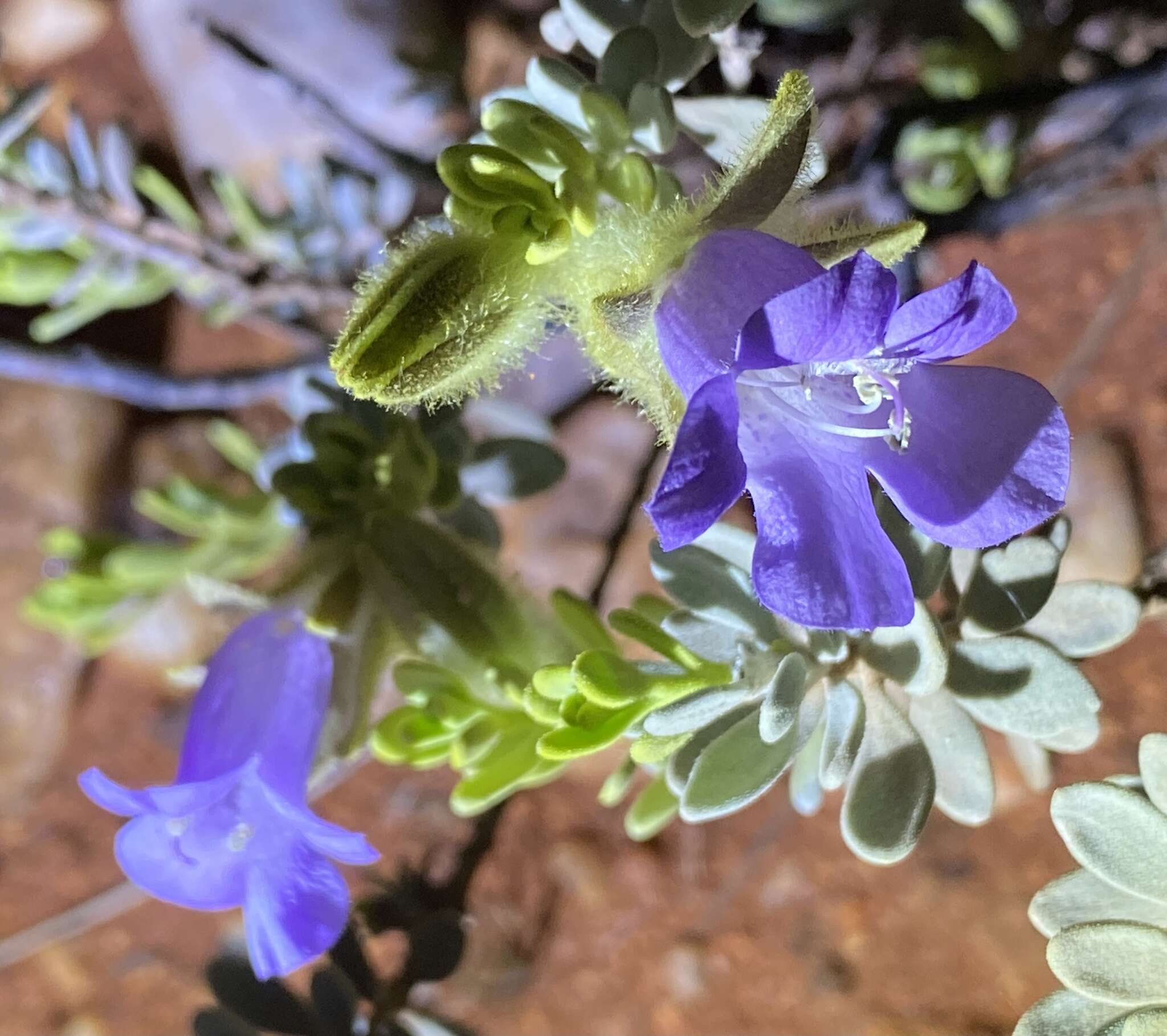 Image of Eremophila hygrophana Chinnock