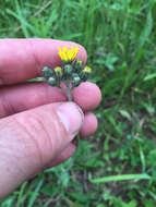 Image of Pilosella caespitosa (Dumort.) P. D. Sell & C. West