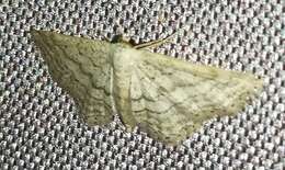 Image de Idaea elongaria Rambur 1833